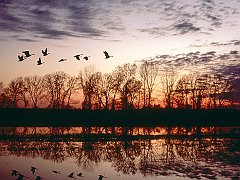 Canada Geese Migrating, Missouri